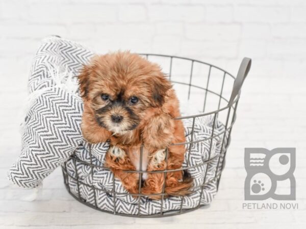 Shorkie DOG Female BEIGE 34576 Petland Novi, Michigan