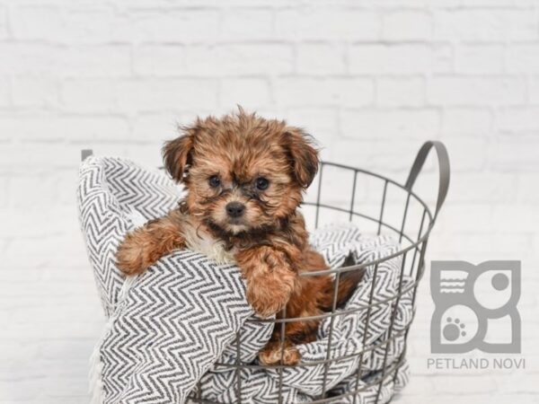 Shorkie DOG Male BEIGE 34577 Petland Novi, Michigan