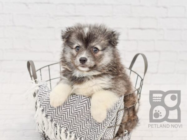 Mini Husky DOG Male BLK WH 34578 Petland Novi, Michigan