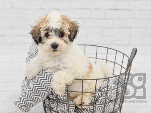 Bichonpoo-DOG-Male-BRN-34579-Petland Novi, Michigan