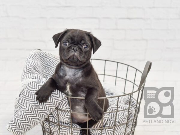 Pug DOG Male BLK 34580 Petland Novi, Michigan