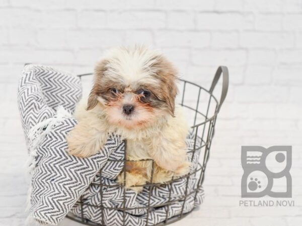 Teddy Bear DOG Male BROWN WHITE 34581 Petland Novi, Michigan