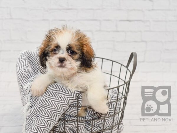 Teddy Bear DOG Male BROWN WHITE 34582 Petland Novi, Michigan