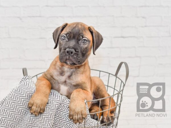 Bullmastiff DOG Male Red Fawn 34583 Petland Novi, Michigan