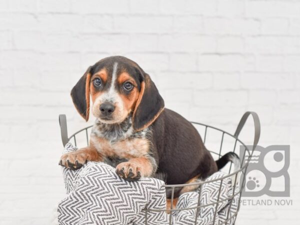 Beagle DOG Male Tri-Colored 34584 Petland Novi, Michigan