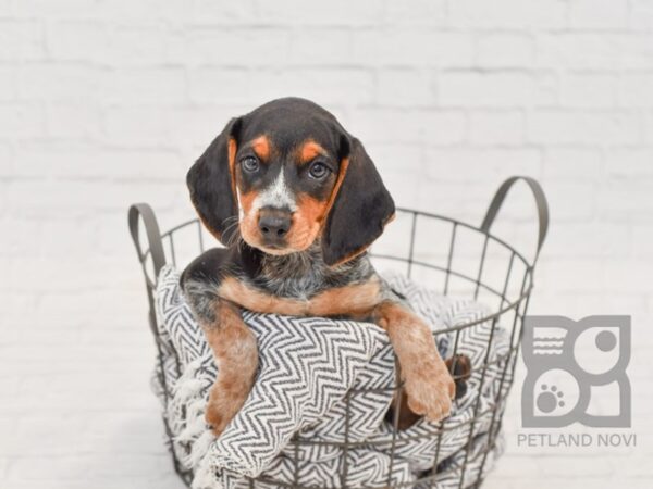 Beagle-DOG-Female-Tri-Colored-34585-Petland Novi, Michigan