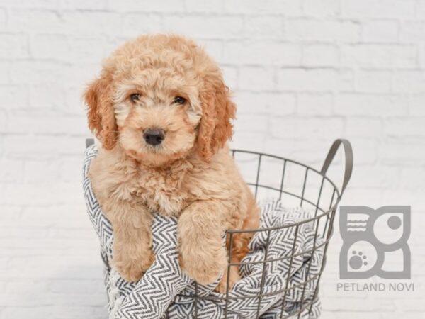 Cockapoo-DOG-Male-Red-34586-Petland Novi, Michigan