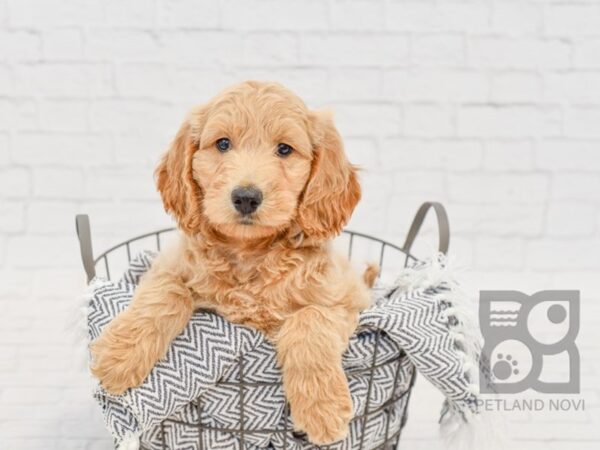 Standard Goldendoodle DOG Female Red 34587 Petland Novi, Michigan