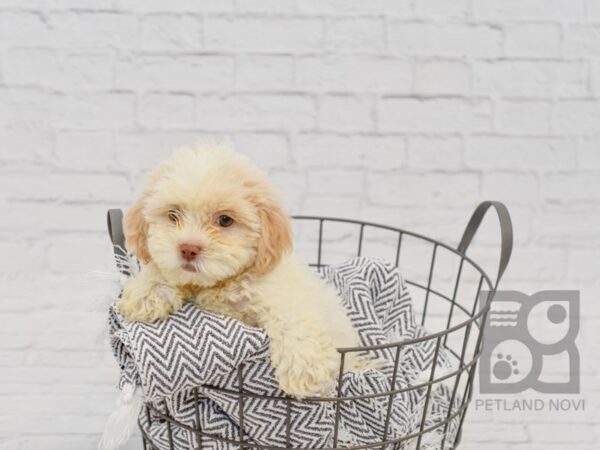 Shih Poo-DOG-Female-Cream wh-34589-Petland Novi, Michigan