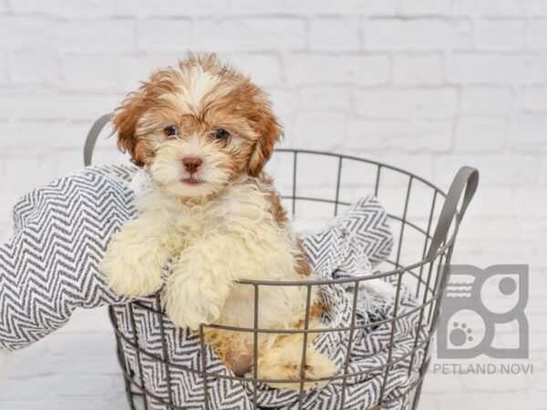 Shih Poo DOG Male Choc wh 34590 Petland Novi, Michigan