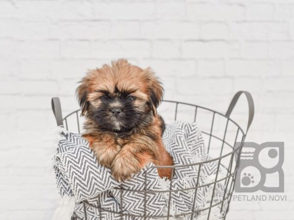 Lhasa Apso-DOG-Female--34591-Petland Novi, Michigan