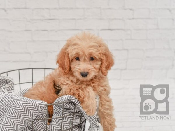 Miniature Goldendoodle DOG Male Red 34592 Petland Novi, Michigan