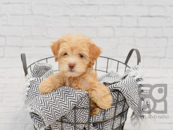 Miniature Goldendoodle DOG Female Cream 34593 Petland Novi, Michigan