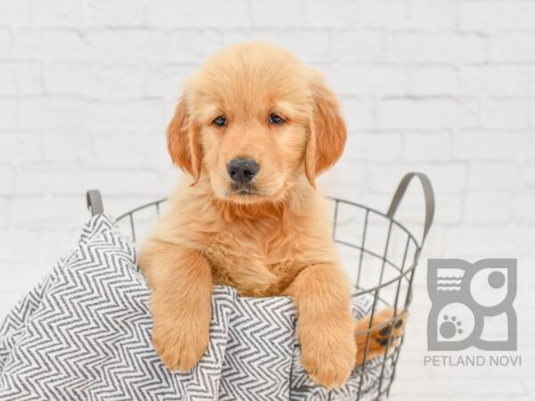 Golden Retriever-DOG-Male-Golden-34594-Petland Novi, Michigan