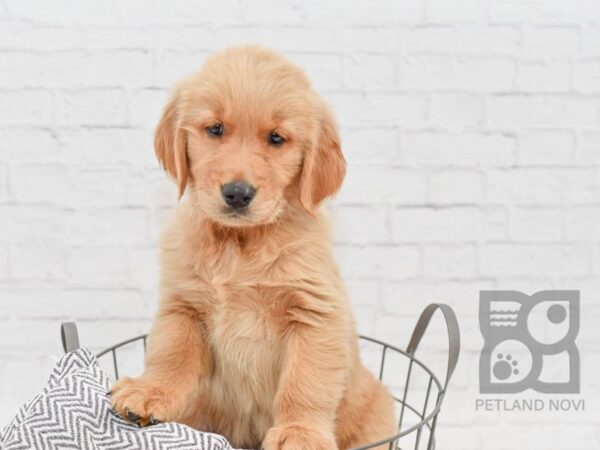 Golden Retriever-DOG-Female-Golden-34595-Petland Novi, Michigan