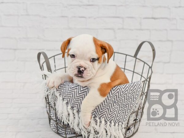 Free Lance Bulldog DOG Male Red & White 34596 Petland Novi, Michigan