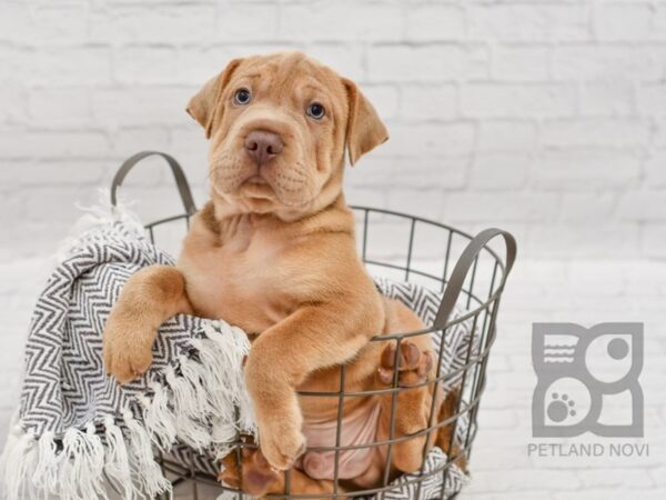 Mini Hippo-DOG-Male-Red Fawn-34598-Petland Novi, Michigan