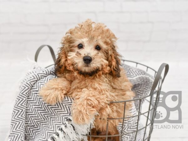 Poodle DOG Male Cafe Au Lait 34599 Petland Novi, Michigan