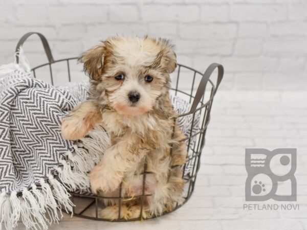 Havanese DOG Male Sable 34600 Petland Novi, Michigan