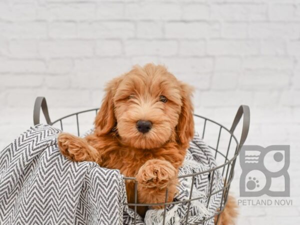 Mini Goldendoodle-DOG-Male-Golden-34601-Petland Novi, Michigan
