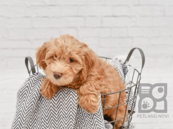 Mini Goldendoodle-DOG-Female-Golden-34602-Petland Novi, Michigan