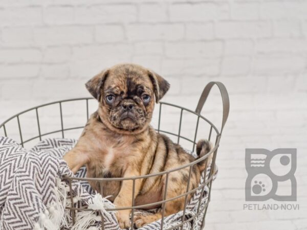 Pug DOG Male Fawn Merle 34603 Petland Novi, Michigan