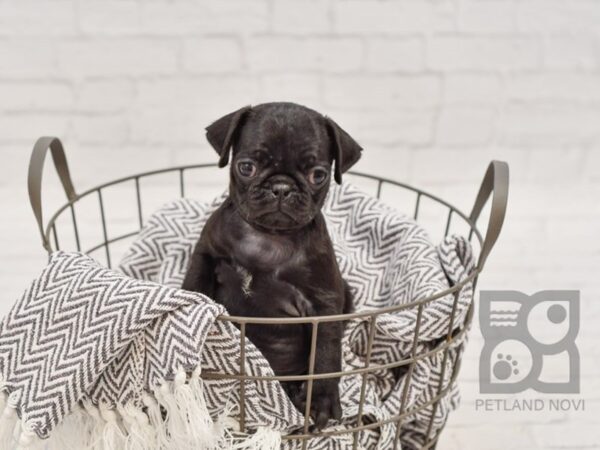 Pug-DOG-Male-Black-34604-Petland Novi, Michigan