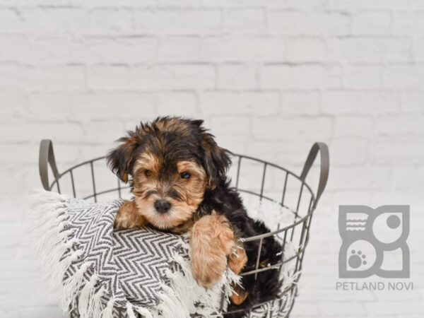 Yorkiepoo DOG Male BLK TAN 34607 Petland Novi, Michigan