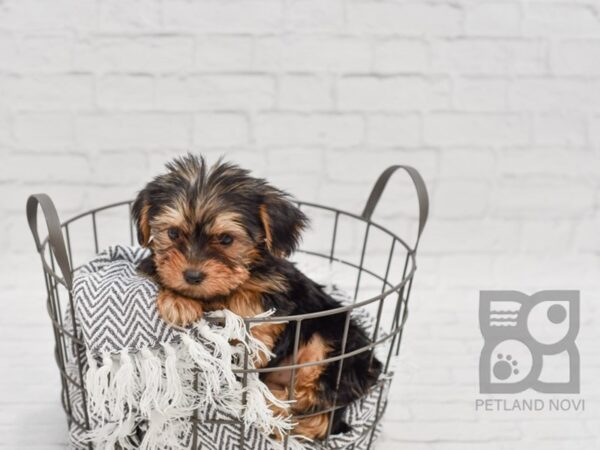 Morkie DOG Female BLK TAN 34608 Petland Novi, Michigan