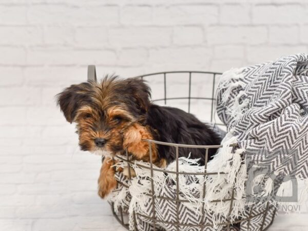 Morkie DOG Male BLK TAN 34609 Petland Novi, Michigan