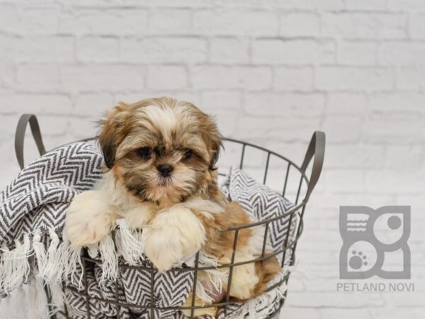 Shih Tzu DOG Female BROWN WHITE 34610 Petland Novi, Michigan