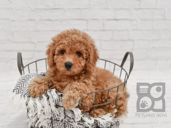 Cavapoo-DOG-Female-RED-34611-Petland Novi, Michigan