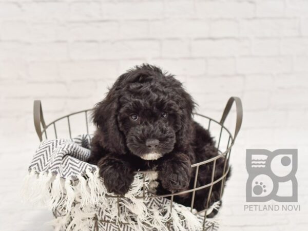 Cockadoodle DOG Male BLK 34612 Petland Novi, Michigan