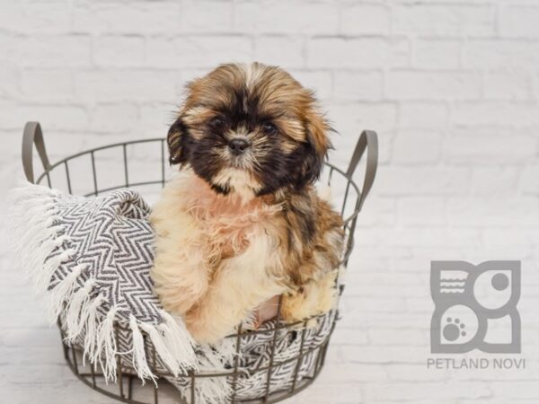 Shih Tzu-DOG-Male-Sable & White-34614-Petland Novi, Michigan