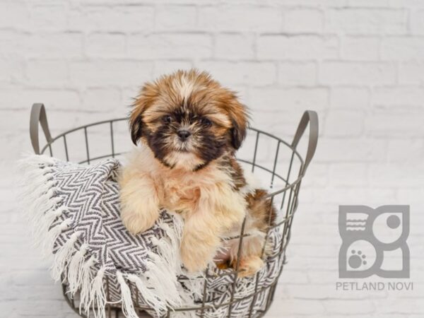 Shih Tzu-DOG-Male-Sable & White-34615-Petland Novi, Michigan