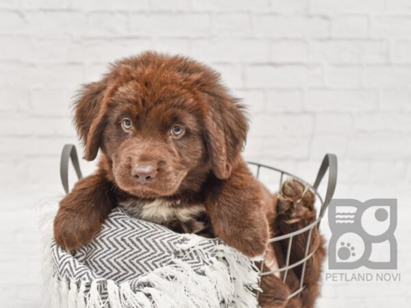 Newfoundland DOG Male Chocolate 34616 Petland Novi, Michigan