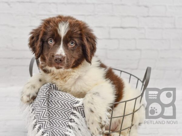 Newfoundland-DOG-Female-Chocolate & White-34617-Petland Novi, Michigan