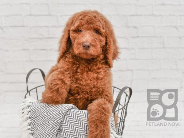 Standard Poodle DOG Female Red 34618 Petland Novi, Michigan