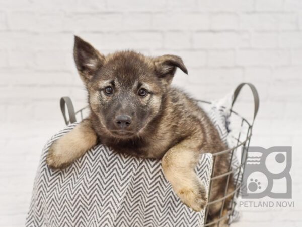 Norwegian Elkhound DOG Female Sable 34620 Petland Novi, Michigan