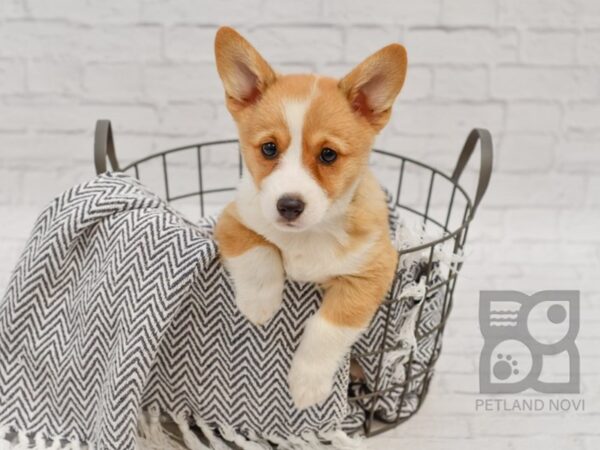 Pembroke Welsh Corgi DOG Female Red & White 34622 Petland Novi, Michigan