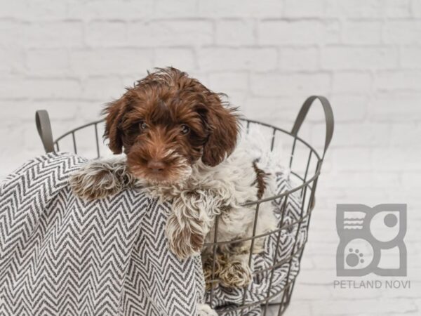 Schnoodle DOG Male White 34623 Petland Novi, Michigan