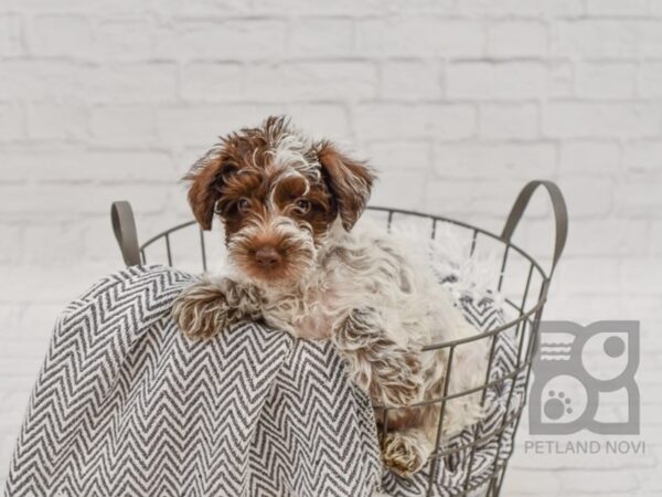 Schnoodle DOG Female White 34624 Petland Novi, Michigan