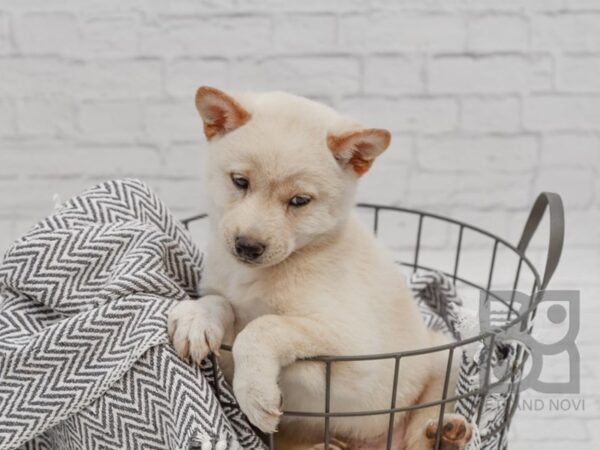 Shiba Inu DOG Male Cream 34626 Petland Novi, Michigan