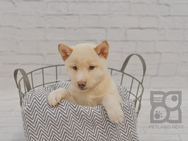 Shiba Inu-DOG-Female-Cream-34625-Petland Novi, Michigan