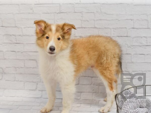 Collie DOG Male Sable & White 34627 Petland Novi, Michigan