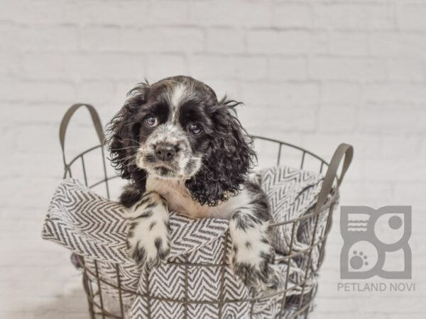 Cocker Spaniel-DOG-Female-BLK WH-34646-Petland Novi, Michigan