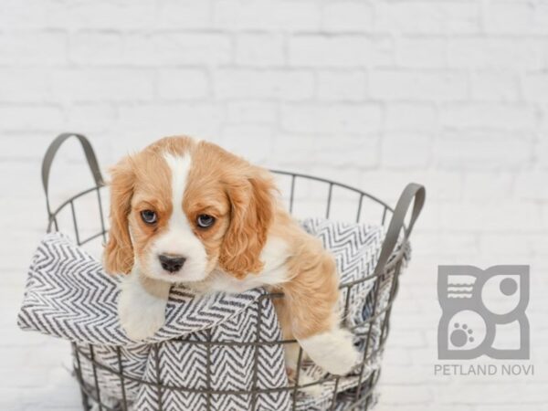 Cavalier King Charles Spaniel-DOG-Male-BLENHIEM-34628-Petland Novi, Michigan