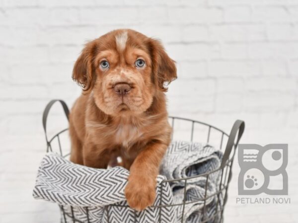 Mini Hippo-DOG-Male-CHOC-34629-Petland Novi, Michigan