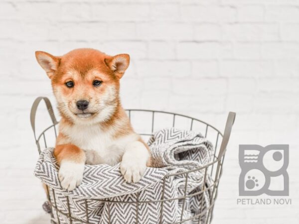 Shiba Inu DOG Female RED 34630 Petland Novi, Michigan