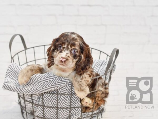 Cocker Spaniel-DOG-Female-BRN WH-34632-Petland Novi, Michigan